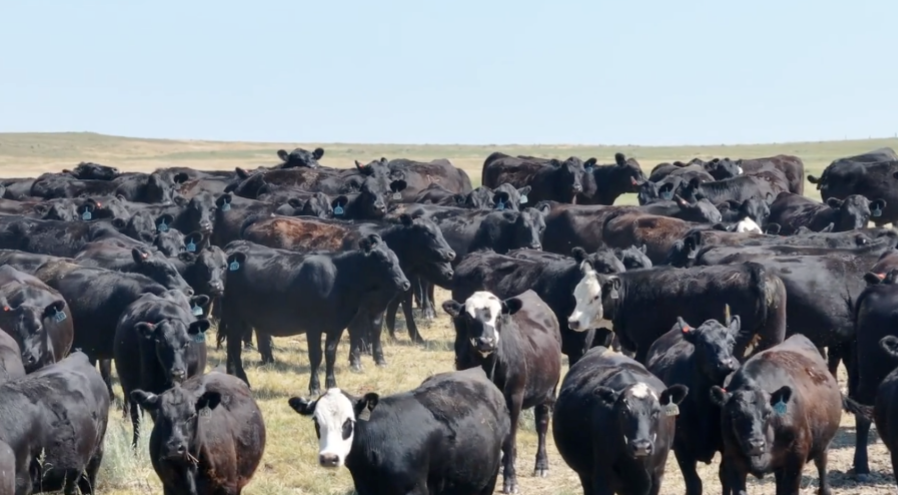 260 AI BRED, HEIFERS! 100 WERE AI'D TO TOPP MOBILE -BH827C5